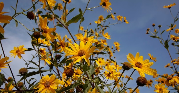 Włochy, wieś, kwiaty topinamburu (HELIANTHUS TUBEROSUS)