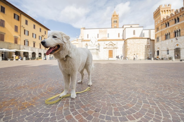 Włoski Owczarek Maremmano Abruzzese Na Centralnym Placu Miasta Grosseto W Regionie Maremma