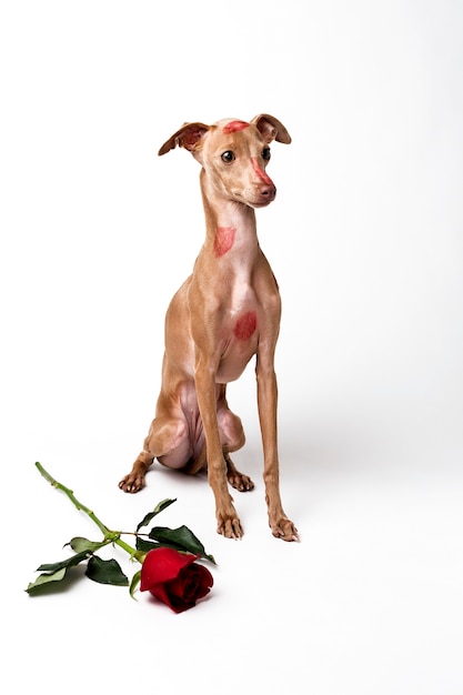 Włoski pies greyhound z czerwonymi ustami pocałunek znaki