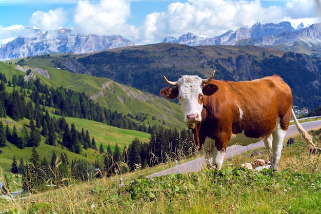 Włoskie krowy na pastwisku