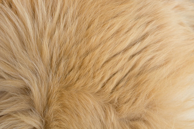 Zdjęcie włosów tekstury psa. z bliska.