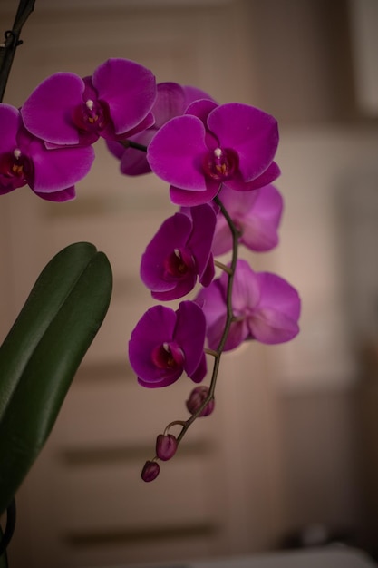 Wnętrze salonu Fioletowa orchidea w kwiecie kwitnącym na stole Dom ozdobiony kwiatami i