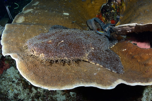 Wobbegong z frędzlami lub rekin dywanowy spoczywa na twardym koralu