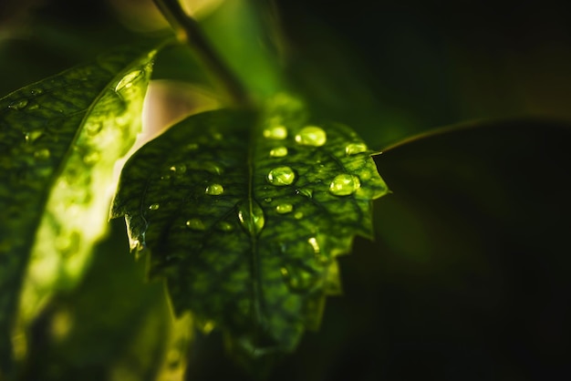 Woda deszczowa na zielonym liściu makroPiękne krople i tekstura liści w przyrodzie