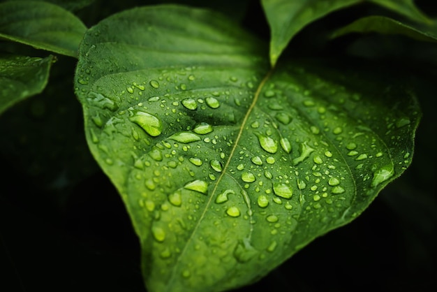 Woda deszczowa na zielonym liściu Piękne krople i tekstura liści w przyrodzie