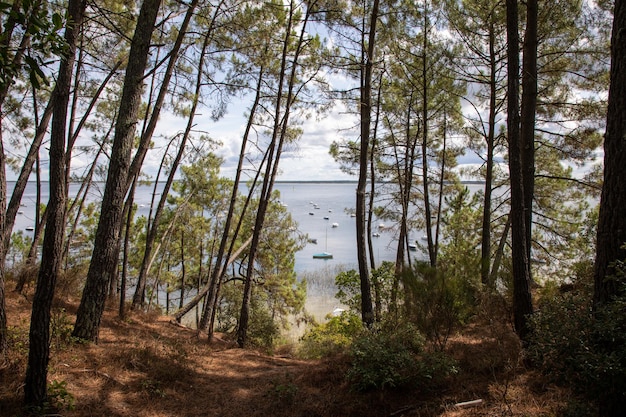 Woda jeziora i drzewa, dziki naturalny las we francuskich Maubuisson Carcans na Gironde Aquitaine