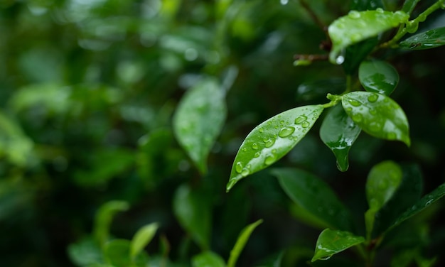 Woda na tle liści Zielony liść natura kropla pada deszcz