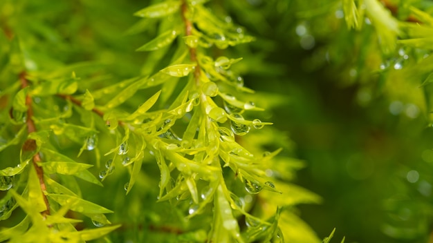 Woda na tle liści, zielony liść natura