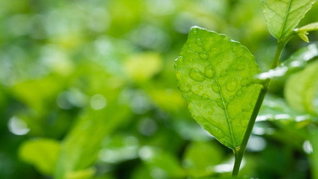 Woda na tle liści, zielony liść natura