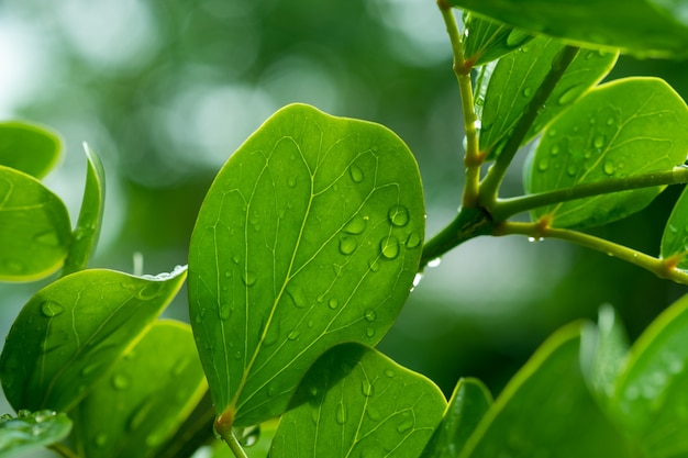 Woda na tle liści, zielony liść natura