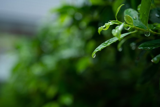 Woda na tle liści Zielony liść natura