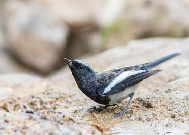 Woda pitna Redstart z niebieską nakrywką