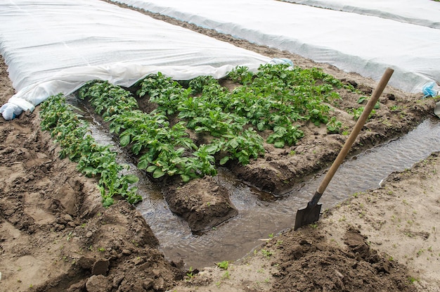 Woda płynie kanałami do tunelu szklarniowego z plantacją krzewów ziemniaczanych