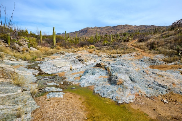 Zdjęcie woda pod wodospadami w parku narodowym saguaro w tucson w arizonie