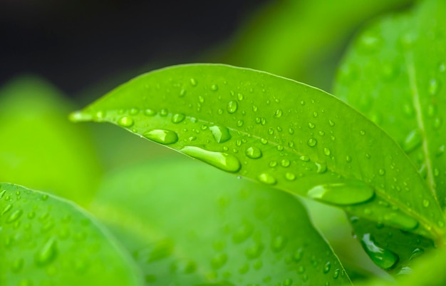 Wodne zielone liście jabłek z pluskiem wody wybrane dla naturalnego tła