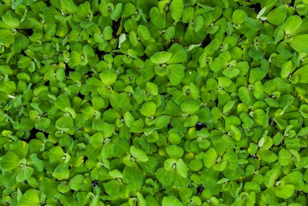 Wodny sałata liść dla natury tła i tekstury, zielonej rośliny odgórny widok dla tła