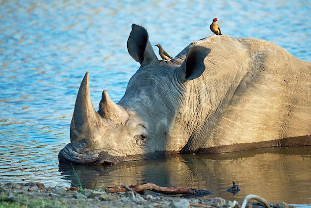 Wodopoje są siłą napędową sawanny Ujęcie nosorożca schładzającego się w wodopoju
