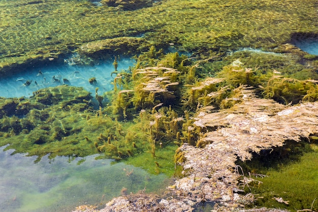 Zdjęcie wodorostów w krystalicznie czystej wodzie w jiuzhaigou park narodowy, chiny sichuan.