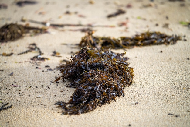 wodorosty na plaży w Australii