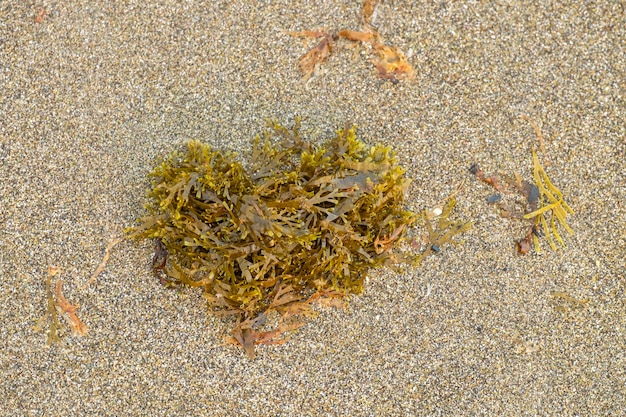 Wodorosty na plaży zbliżenie Morskie winogrona na piasku