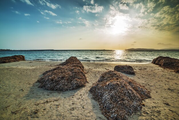Wodorosty na wybrzeżu Alghero o zachodzie słońca Sardynia