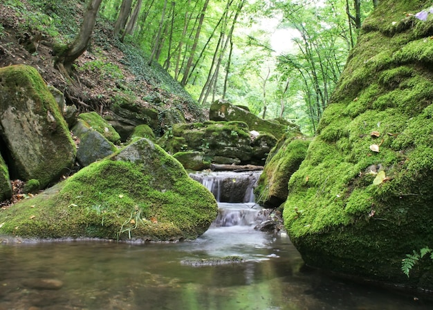 Wodospad prowadzący do spokojnego basenu otoczonego zielonymi skałami i drzewami pokrytymi mchem