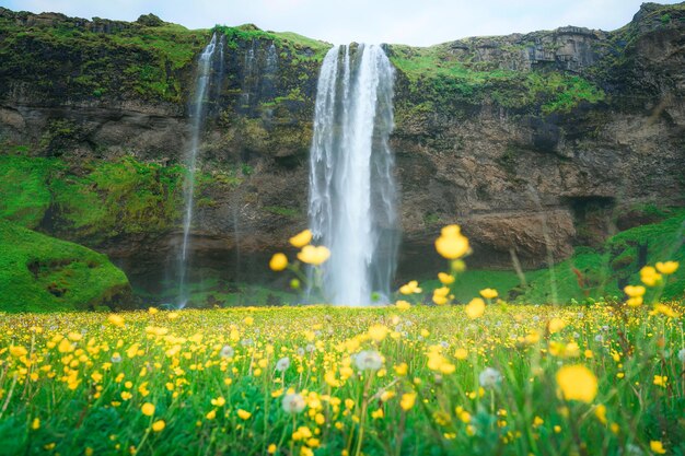 Wodospad Seljalandsfoss płynący z żółtym dzikim kwiatem kwitnącym latem na Islandii