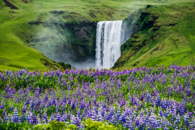 Wodospad Skogafoss na Islandii w lecie.