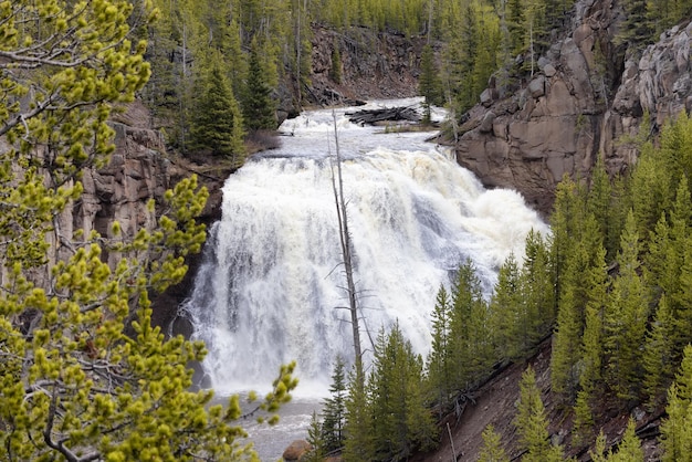 Wodospad w amerykańskim krajobrazie gibon spada w parku narodowym Yellowstone