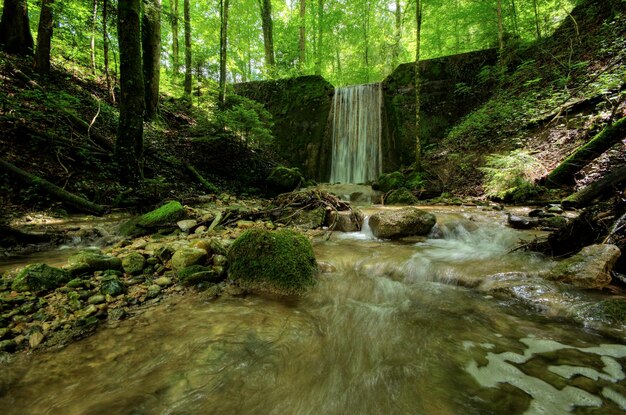 Zdjęcie wodospad w lesie na drzewach