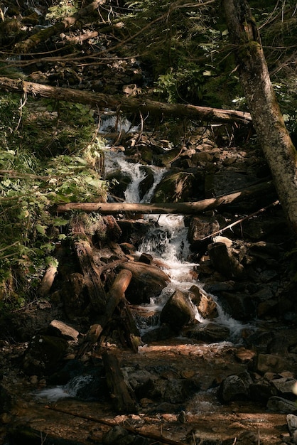 Wodospad w lesie Running creek w lesie Koncepcja dziewiczej dzikiej przyrody