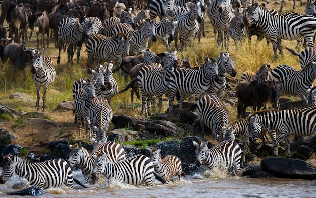 Wokół rzeki Mara jest duże stado antylop gnu. Wielka migracja. Kenia. Tanzania. Park Narodowy Masai Mara.