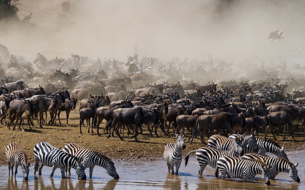 Wokół Rzeki Mara Jest Duże Stado Antylop Gnu. Wielka Migracja. Kenia. Tanzania. Park Narodowy Masai Mara.