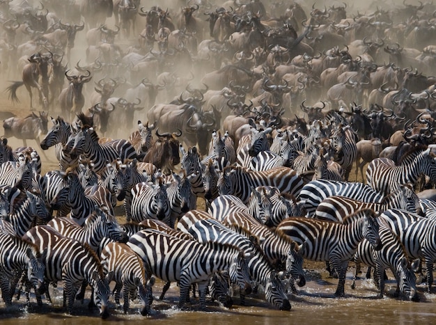 Wokół rzeki Mara jest duże stado antylop gnu. Wielka migracja. Kenia. Tanzania. Park Narodowy Masai Mara.