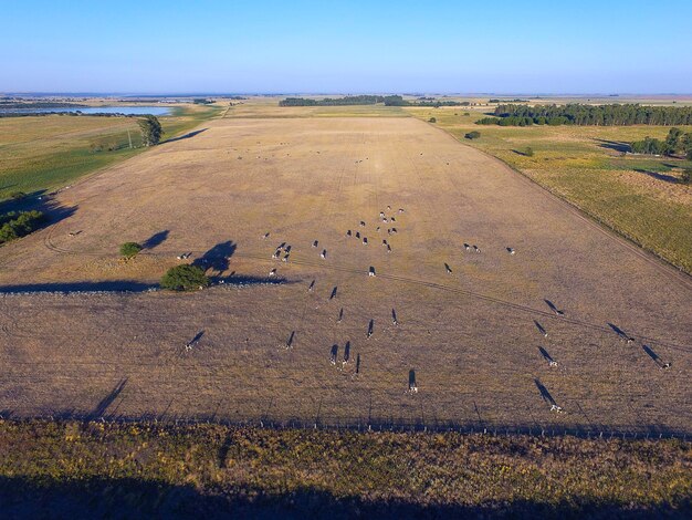 Zdjęcie wołki karmione naturalną trawą pampas argentina