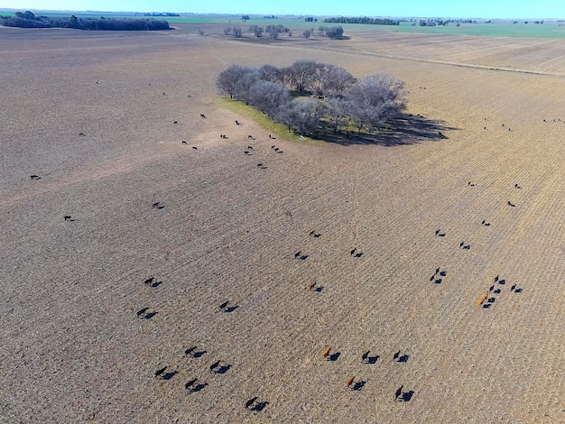 Wołki karmione naturalną trawą Pampas Argentina