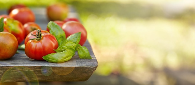 Wolne miejsce na zielonym tle i czerwone domowe pomidory i bazylia na stole