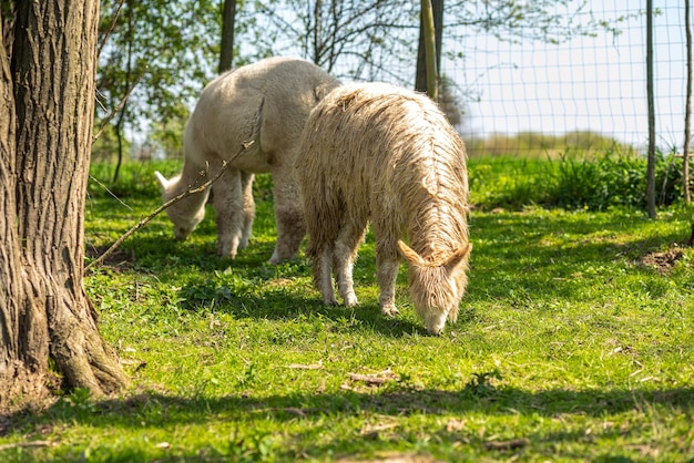 Wolnobiegowa biała alpaka na farmie na zielonej trawie