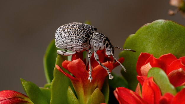 Wołowina Szerokopyska Z Gatunku Cydianerus Latruncularius Na Czerwonym Kwiatku