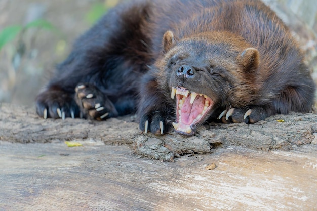 Wolverine Połóż Się I Zrelaksować Ziewanie