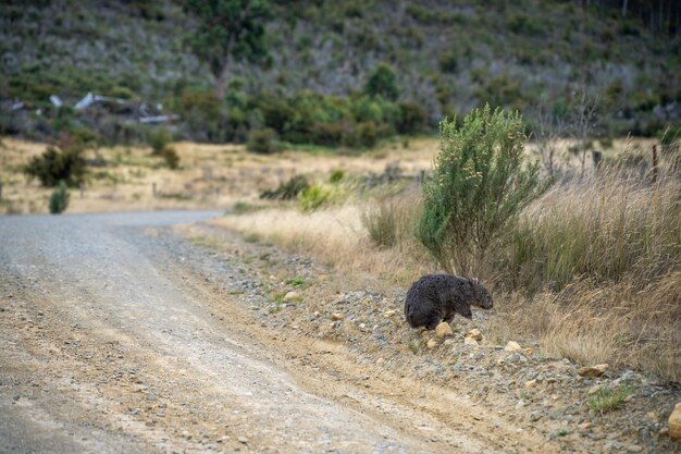Wombat obok drogi w Australii w suche letnie susze