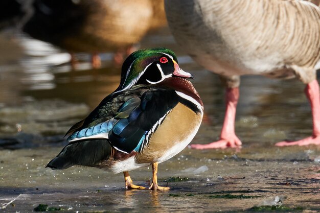 Wood Duck Aix sponsa