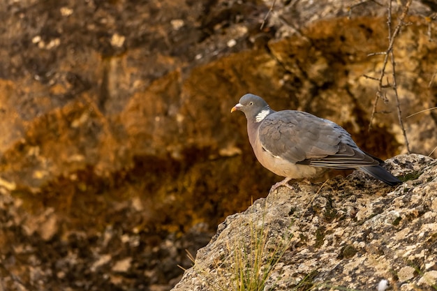 Wood Pigeon lub Columba palumbus wypatruje możliwego niebezpieczeństwa