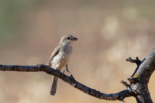 Woodchat dzierzba Lanius senator Malaga Hiszpania