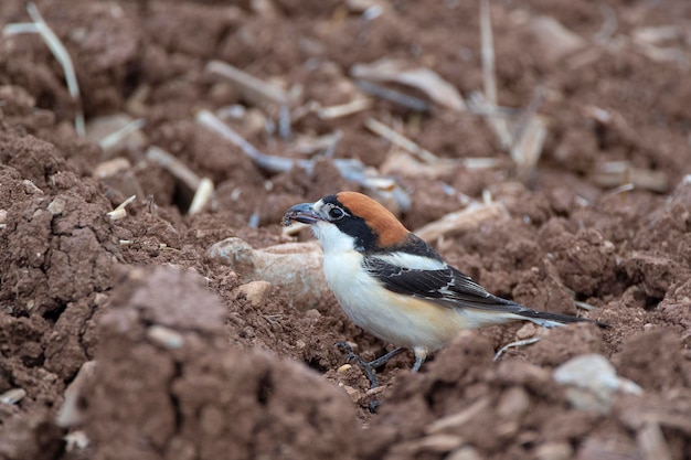 Woodchat dzierzba Lanius senator Malaga Hiszpania