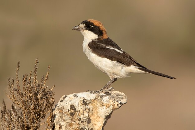 Woodchat dzierzba na twojej ulubionej okoni w ostatnich światłach dnia