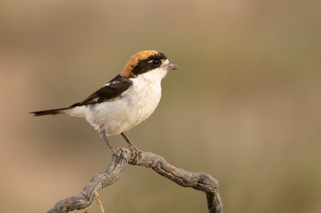 Woodchat dzierzba na twojej ulubionej okoni w ostatnich światłach dnia