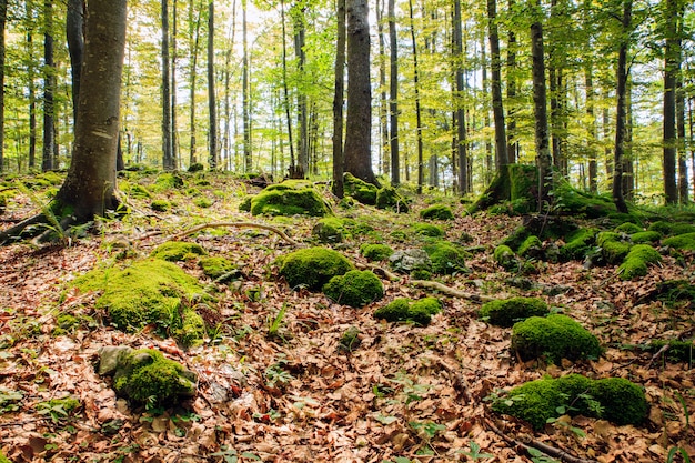 Woodland in Kočevski Rog