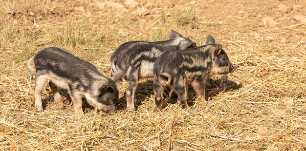 Wooly baby pigs in a farm