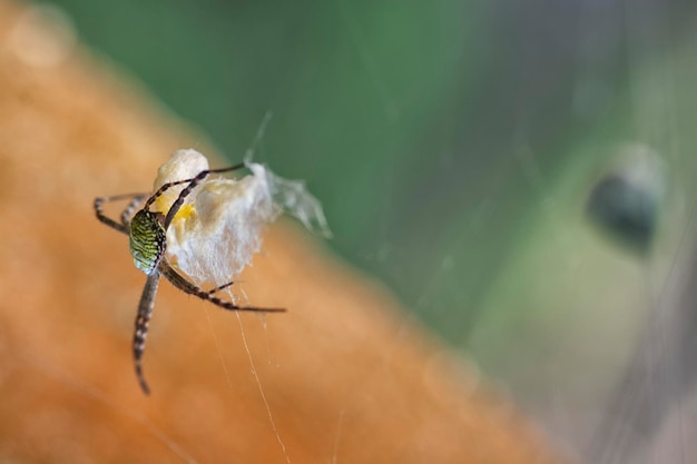 worek tkany przez pająka wiszący na pajęczynie